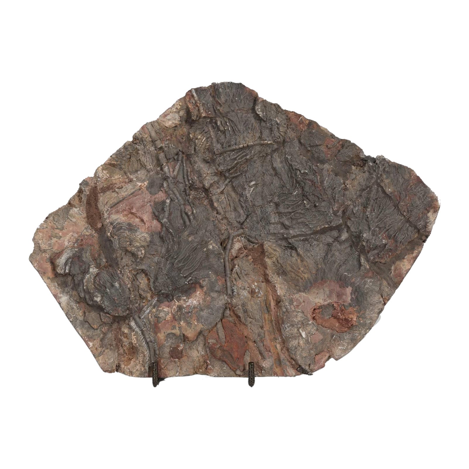 Fósil de crinoide de Marruecos, del periodo Ordovícico de hace 450 millones de años