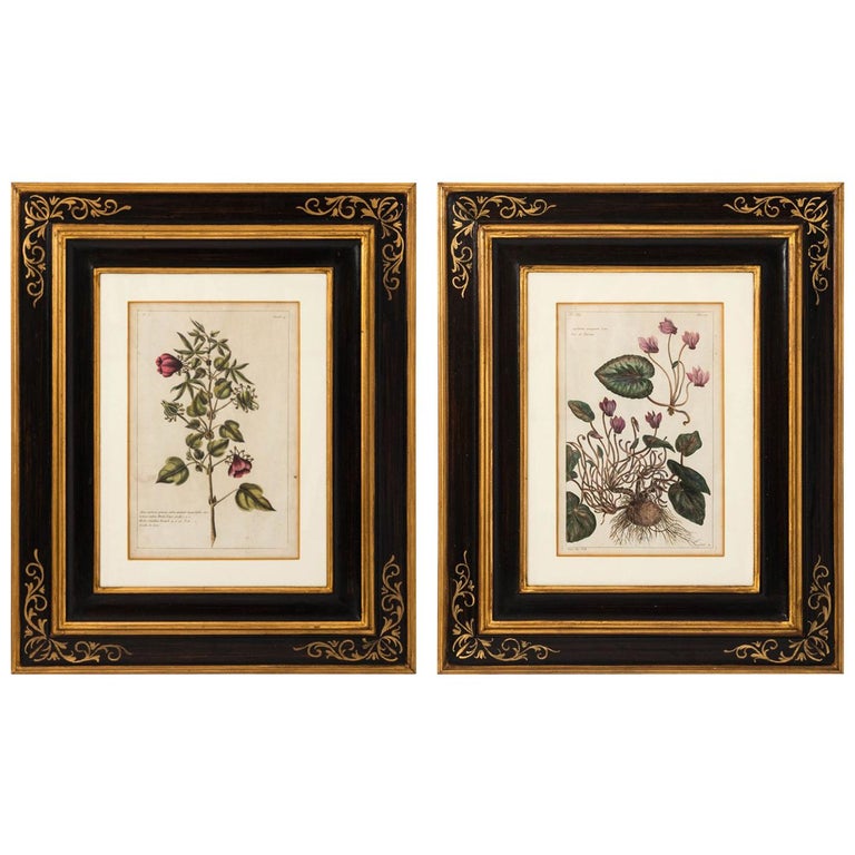 French Etching By Alméry Lobel Riche For At 1stdibs 18th Century French Botanical Etchings