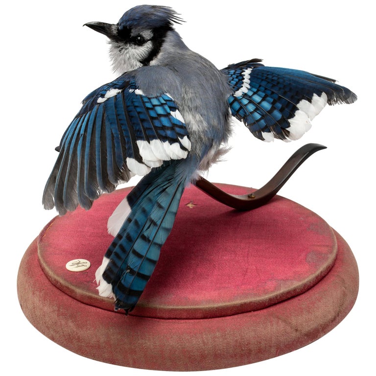 Blue Jay Fine Taxidermy By Ds Vt At 1stdibs
