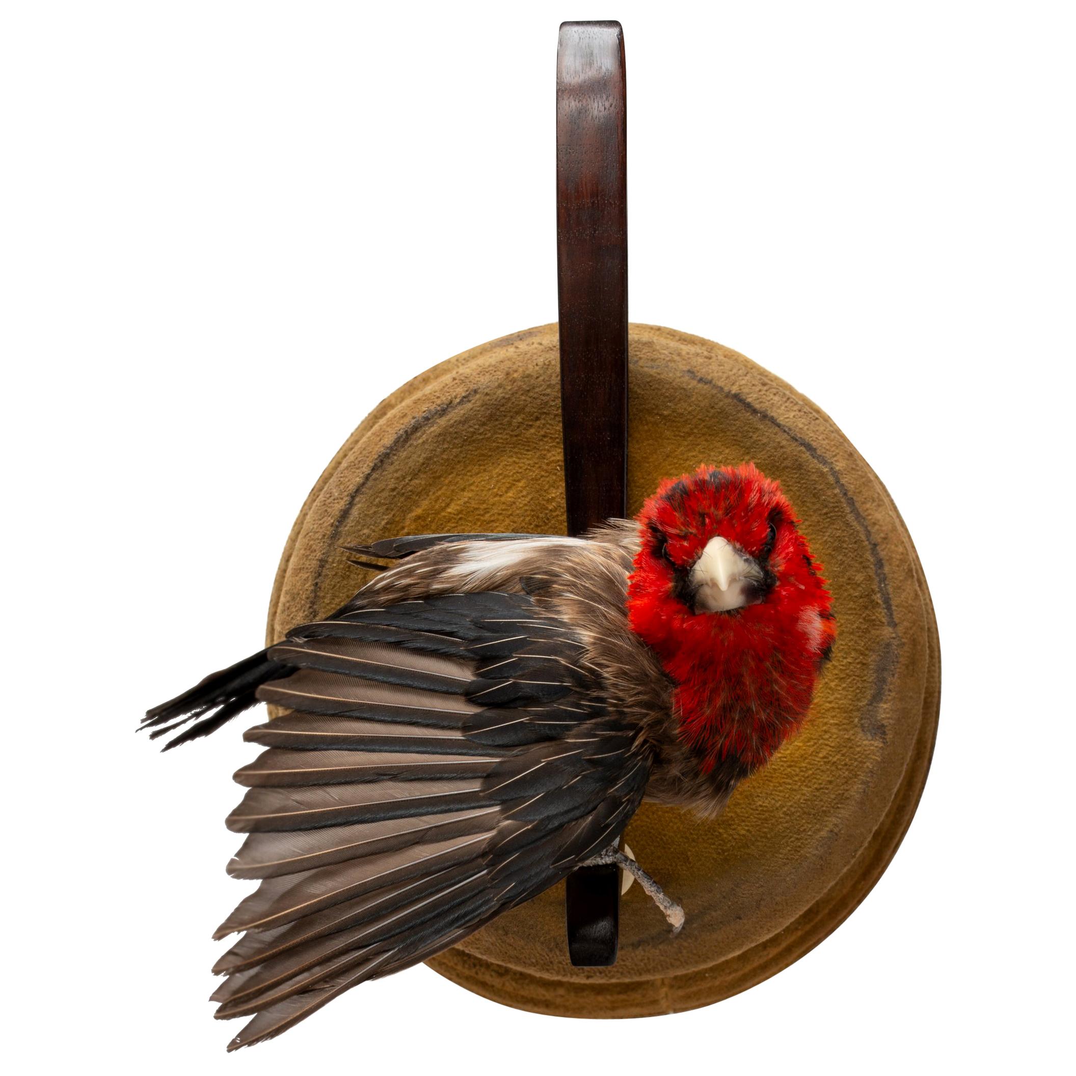 Brown-Breasted Barbet Fine Taxidermy by DS&vT