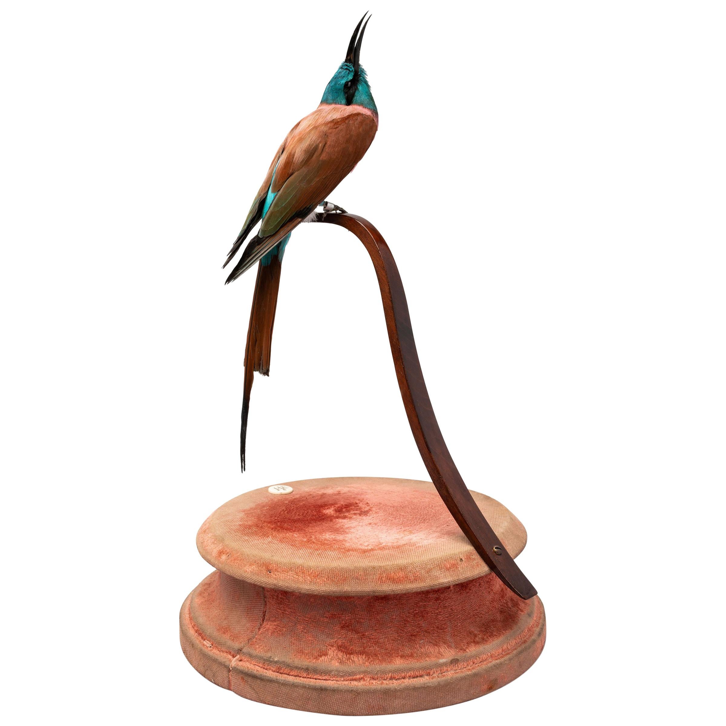 Southern Carmine Bee-Eater Fine Taxidermy by DS&vT