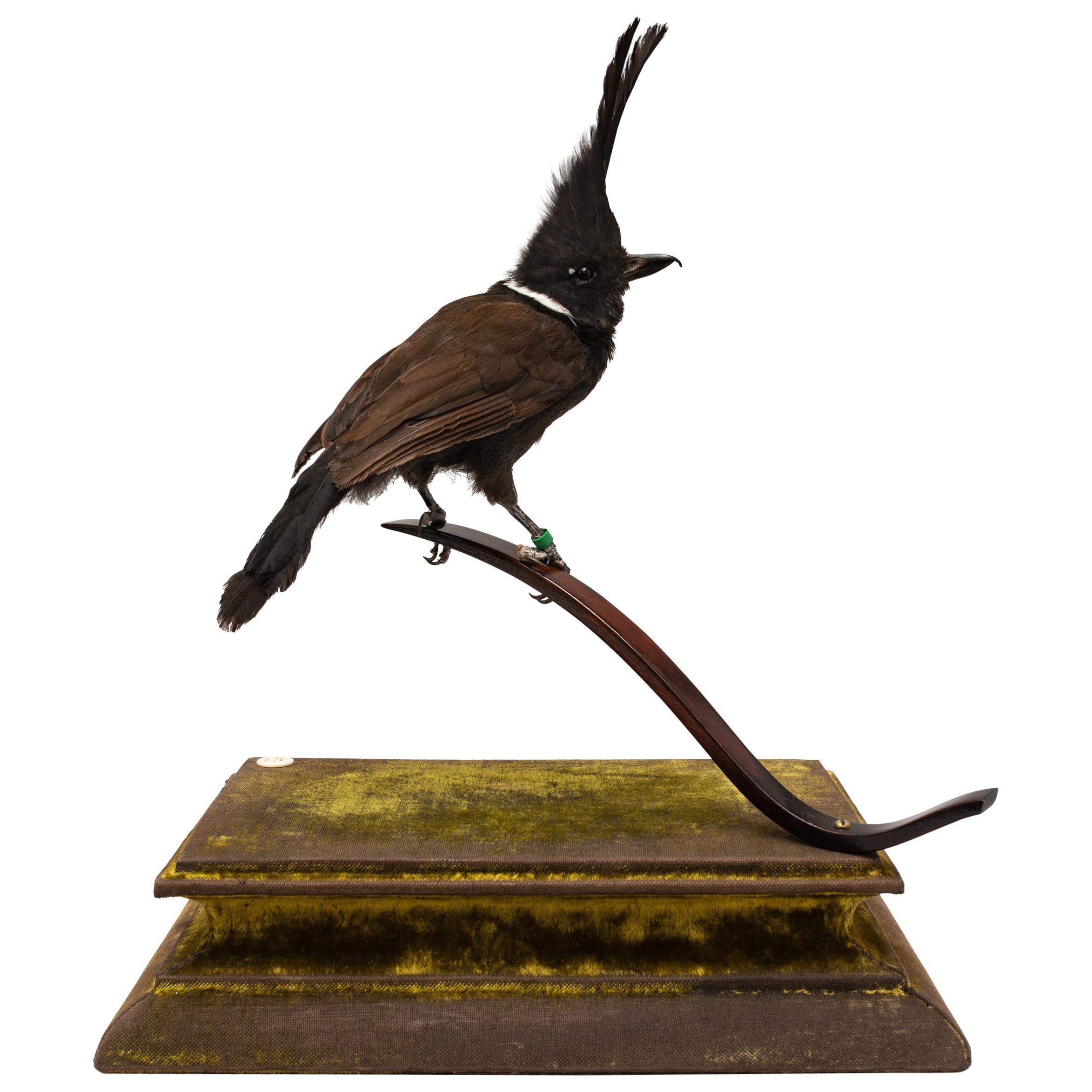 Crested Jay Fine Taxidermy by Ds&vT