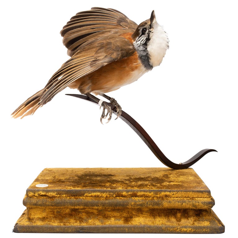 Greater Necklaced Laughingthrush Fine Taxidermy by DS&vT 1