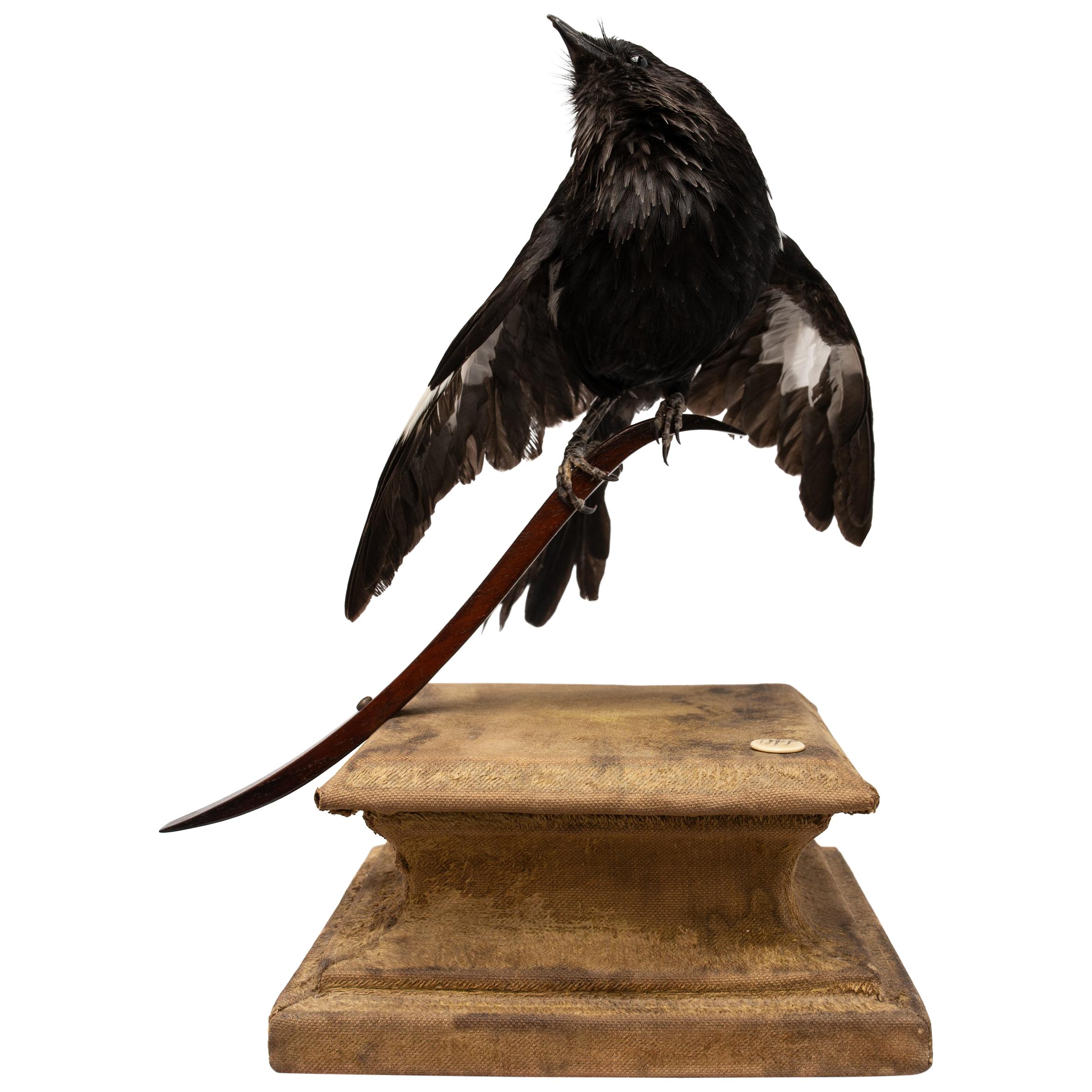 Oriental Magpie Robin Fine Taxidermy by DS&vT