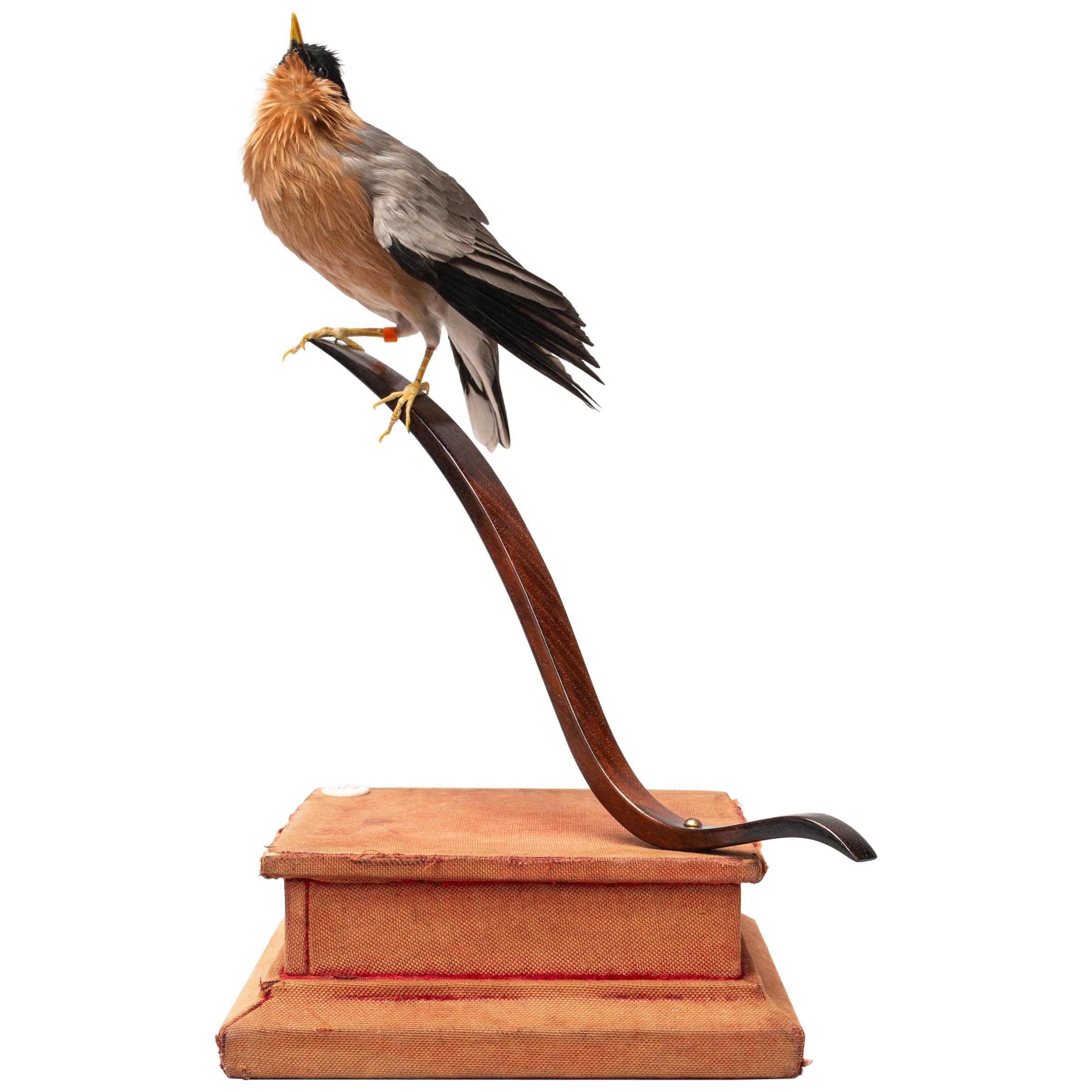 Pagoda Starling Fine Taxidermy by DS&vT