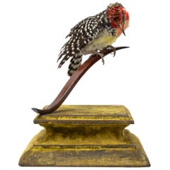 Red and Yellow Barbet Fine Taxidermy by DS&vT