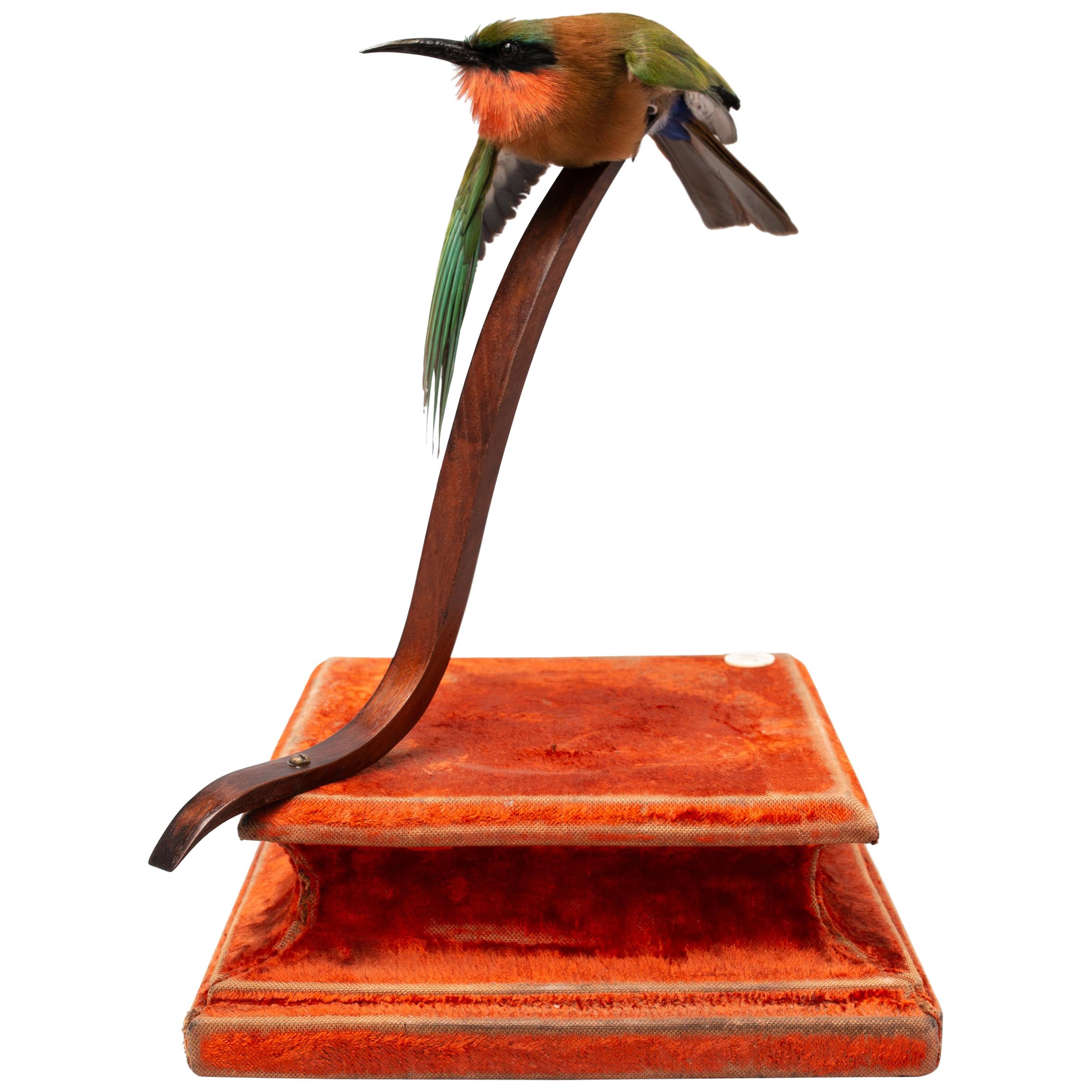 Red-Throated Bee-Eater Fine Taxidermy by DS&vT