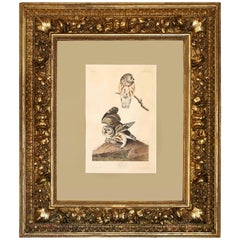Audubon Print of "The Little Owl," 1834 Havell Edition in Baroque Frame