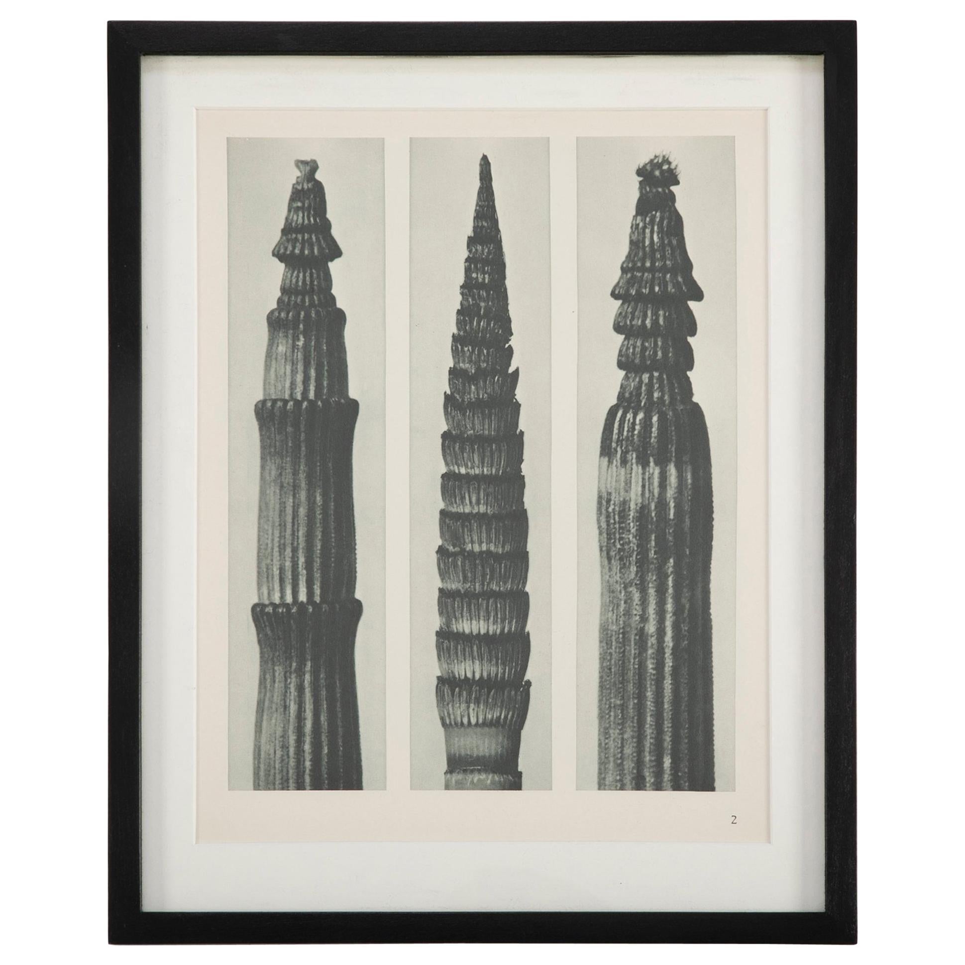 Eight botanical photogravures by Karl Blossfeldt (German, b. 1914 - d. 1932), First Edition 1928, Berlin. Blossfeldt was a well-known artist, teacher, sculptor and photographer; best known for his closeup photographs of plant life. Hung together,