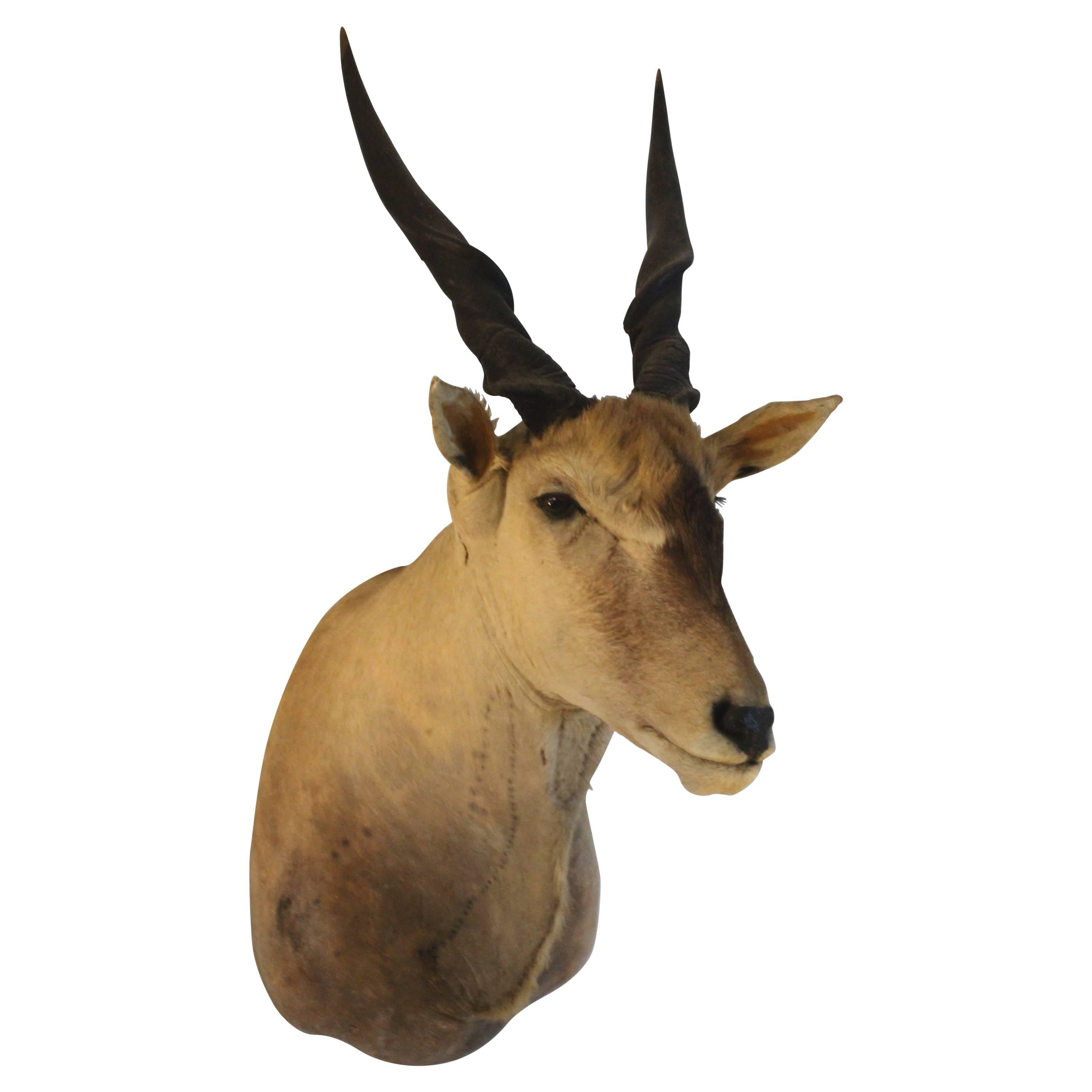Shoulder Mounted Taxidermy of a Giant African Eland For Sale