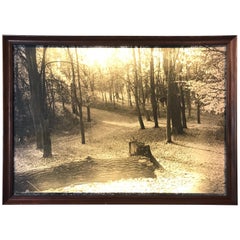 Vintage Black and White Forest Landscape Lightbox