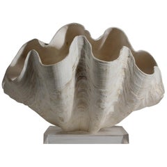 Sculpture nautique doublement assortie:: coquille de palourde Tridacna Gigas sur base en Lucite