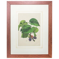 Vintage 20th Century Colorful Graphic/Blackberries