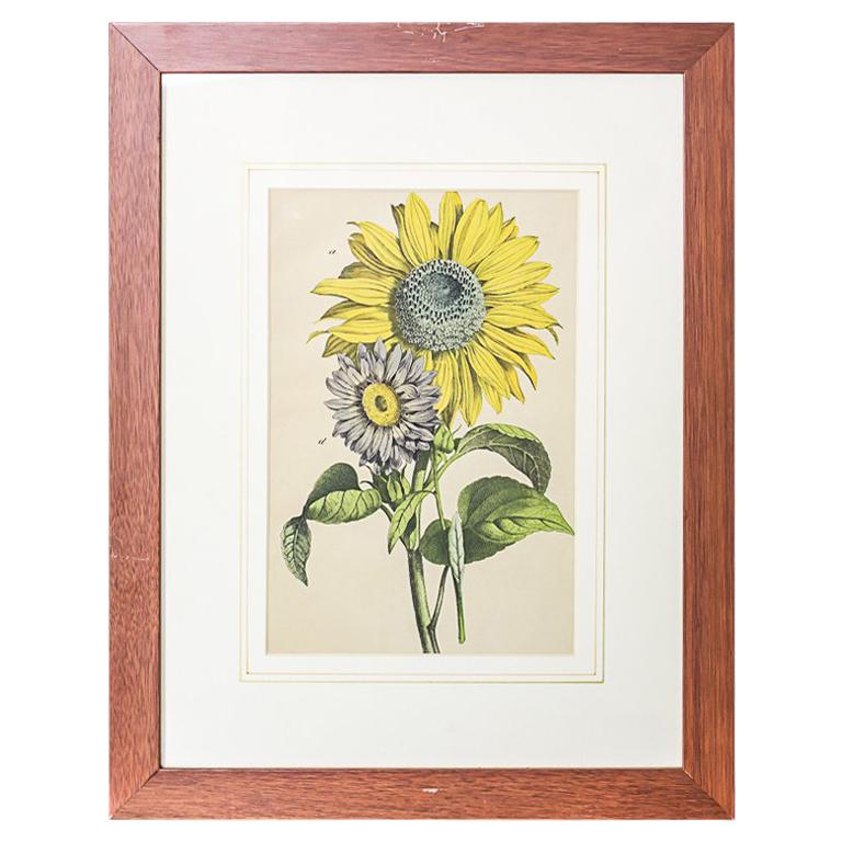 20th Century Colorful Graphic/Sunflowers