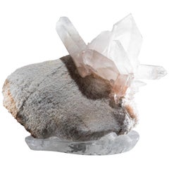 Modern Natural Specimens