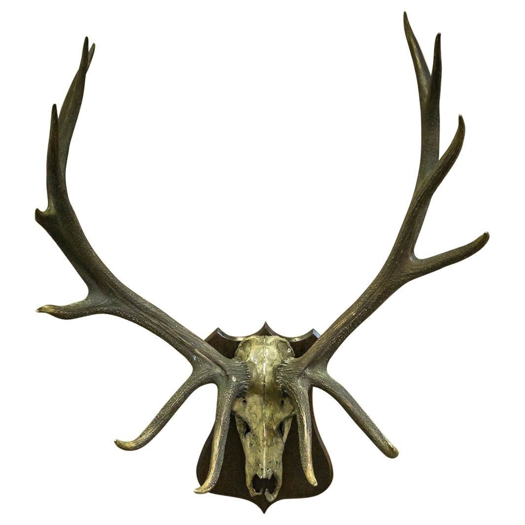Large and Impressive Swedish Elk Antlers with 29 Points at 1stDibs