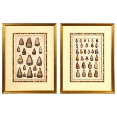 Pair of Framed Hand-Colored Lithographs of Shell Species, 19th Century