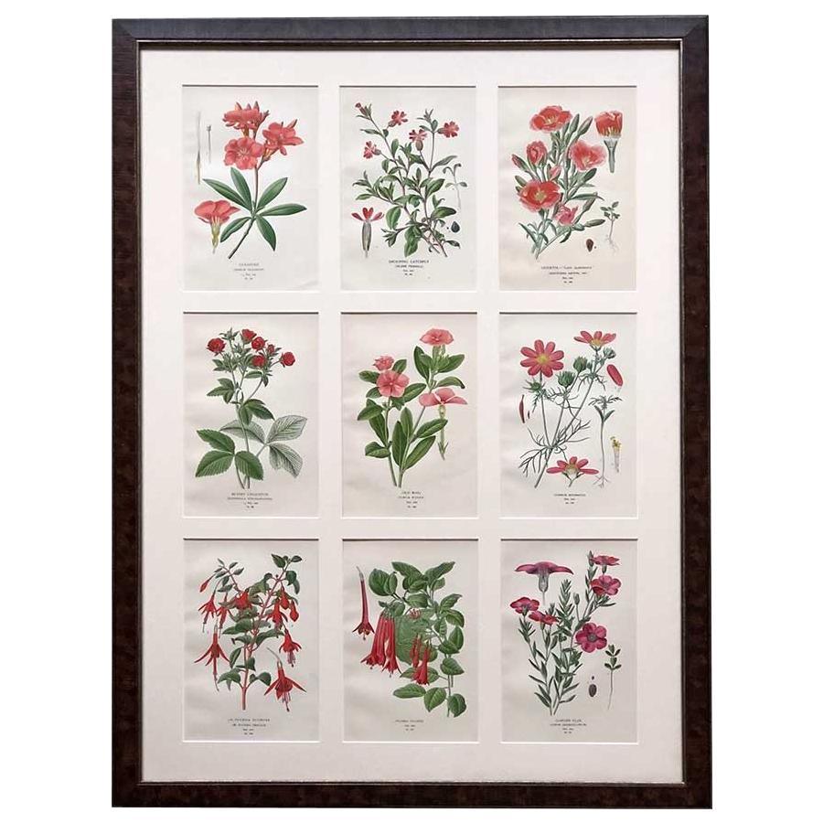 Framed Set of Nine 1890s Edward Step Flower Chromolithograph Prints