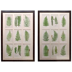 Set of 18 Framed Hand Colored Ferns by E.J Lowe