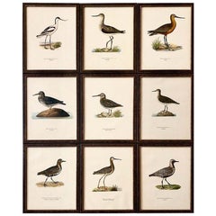 Set of Nine 1920s Swedish Framed Chromolithographs of Water Birds