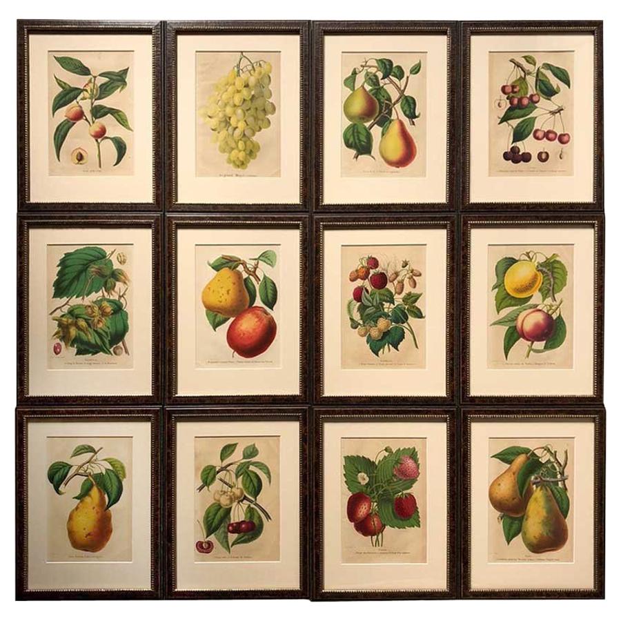 Set of Twelve 19th Century Chromolithographs of Fruits