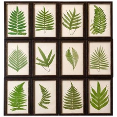 Set of 12 19th Century Framed Hand Colored Ferns by E.J.Lowe
