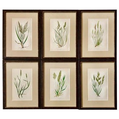 Set of Six Framed Hand Colored Grasses by E. J. Lowe, 1868