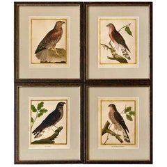 Set of Four Hand-Colored Copper Plate Engravings from 1786