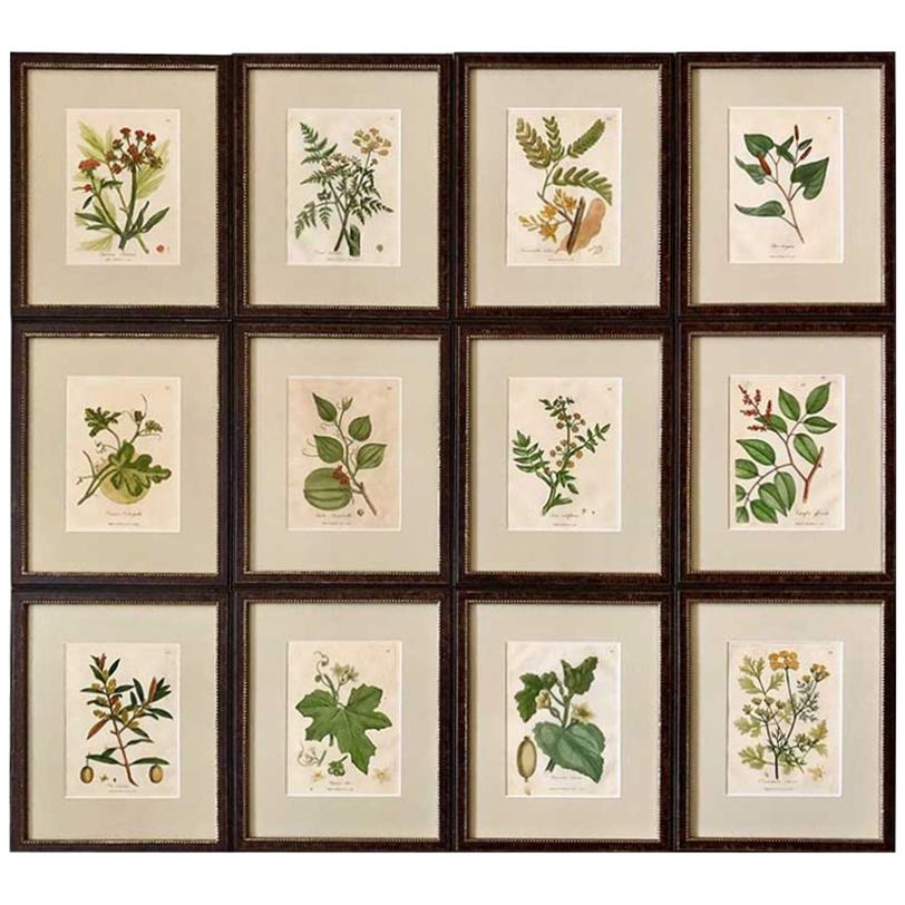 Set of 12 Framed Botanical Etchings, 18th Century