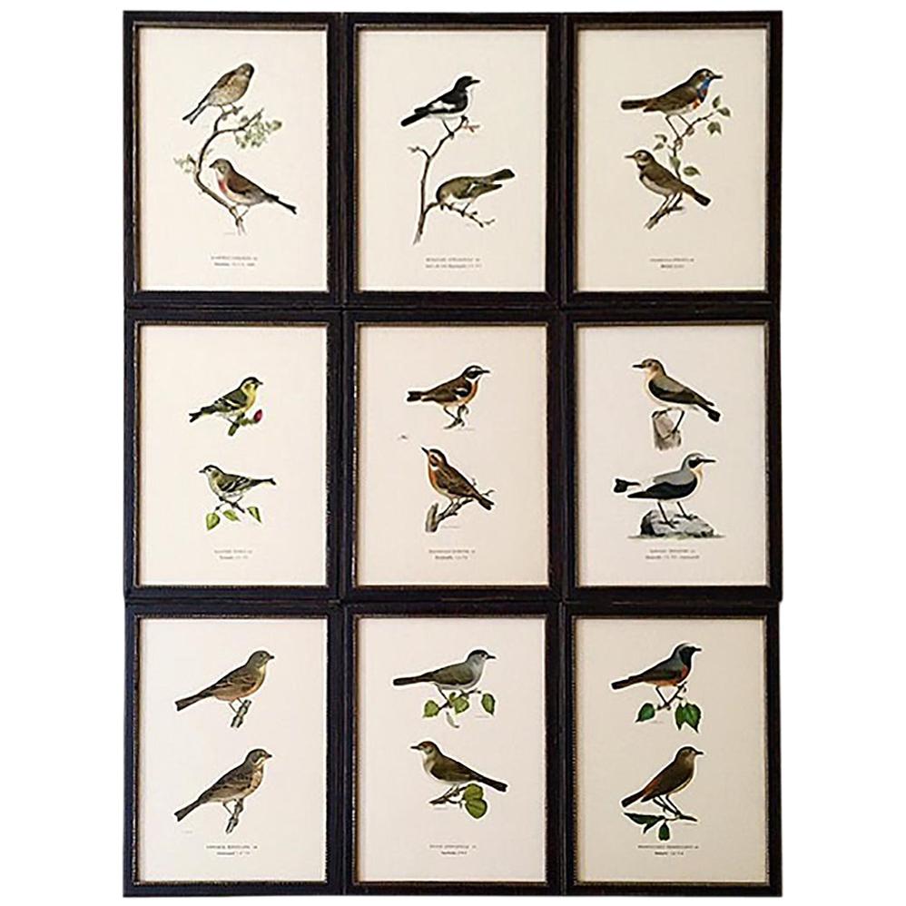 Set of Nine 1920s Swedish Chromolithographs of Pairs of Small Birds