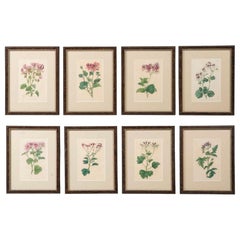 Collection of Eight Pelargonium Botanical Prints by Robert Sweet, circa 1820