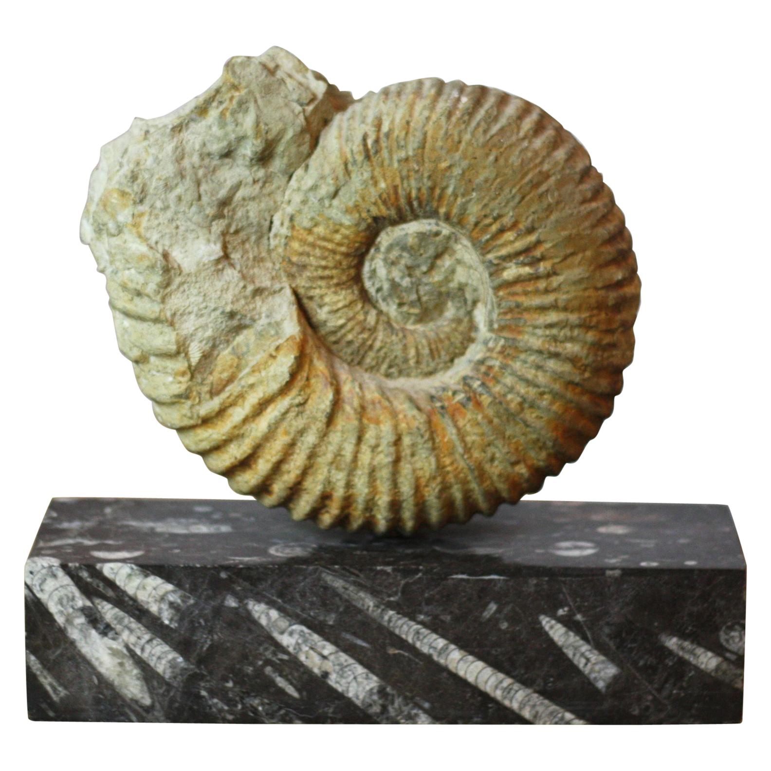 Ammonite Fossil on a Rectangular Fossil Base For Sale