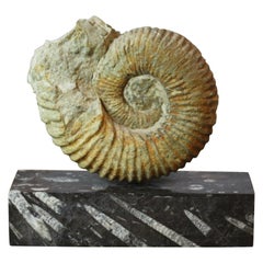 Ammonite Fossil on a Rectangular Fossil Base