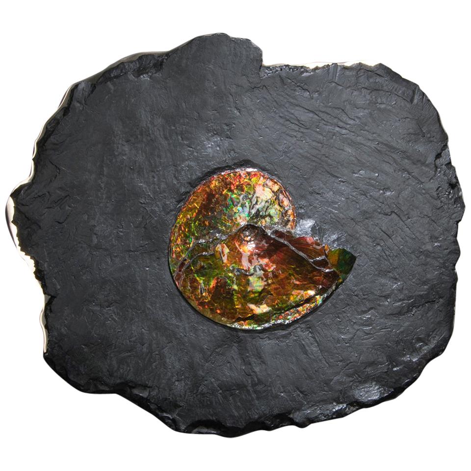 Studio Greytak 'Ammonite on Bronze' Ammonite and Mirror Polished Bronze Wall Art For Sale