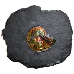 Studio Greytak 'Ammonite on Bronze' Ammonite and Mirror Polished Bronze Wall Art