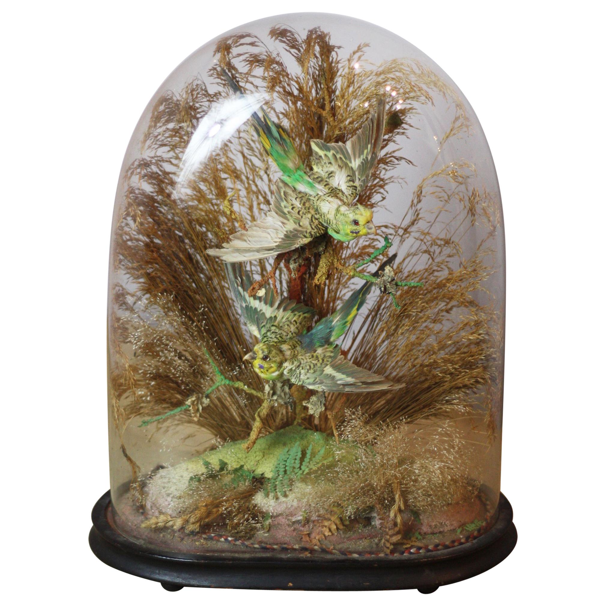 Pair of Green Taxidermy Birds in Victorian Glass Domed Case