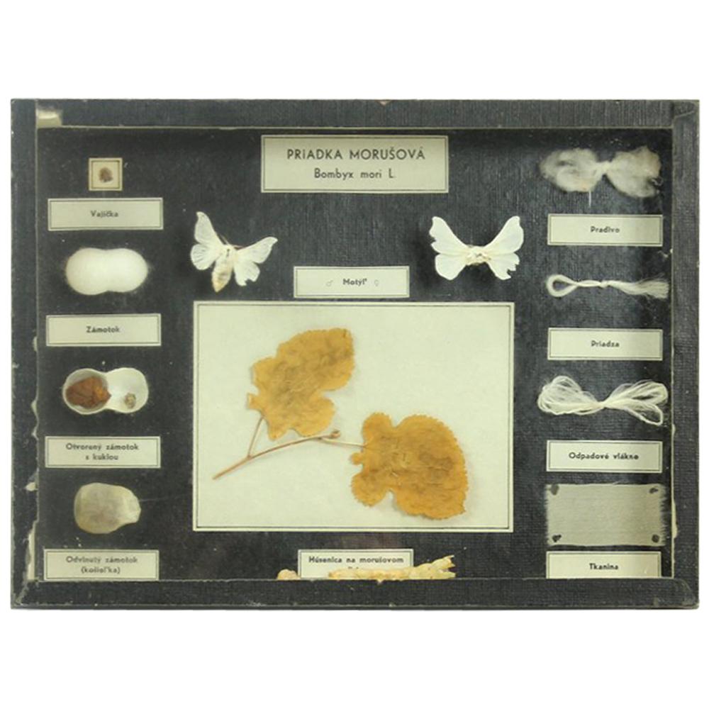 Rare School Model of Silk Moth Life, Wall Art, Czechoslovakia, circa 1960 For Sale
