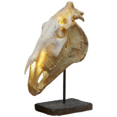 Rare Lampe crâne de cheval sur base épaisse en ardoise Intérêt taxidermique Tête mobile