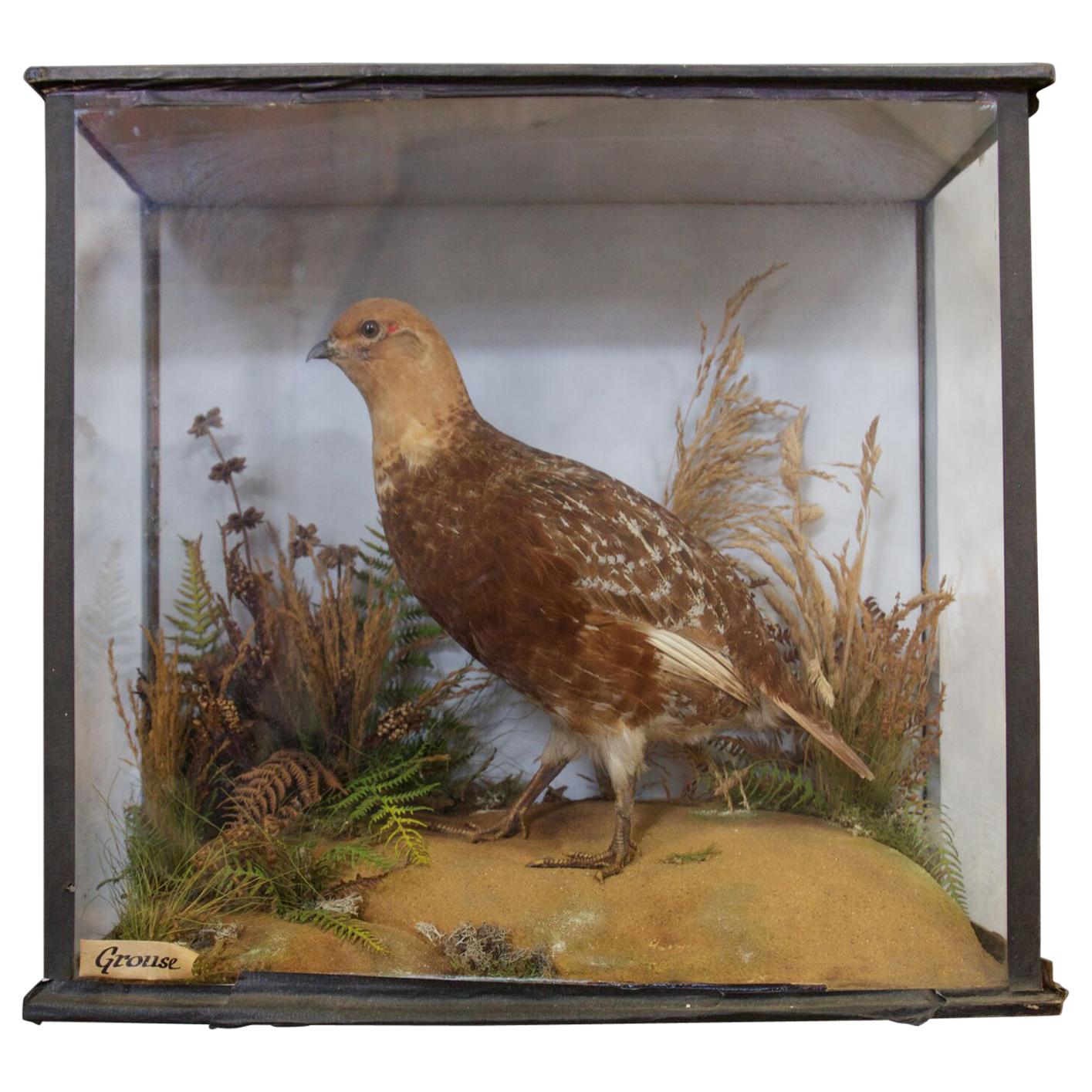 Early 20th Century Taxidermy Grouse