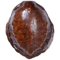 Antique Turtle Shell