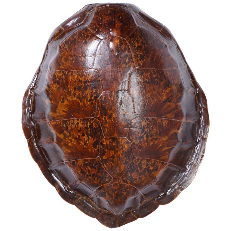 Antique Turtle Shell at 1stDibs | vintage turtle shell