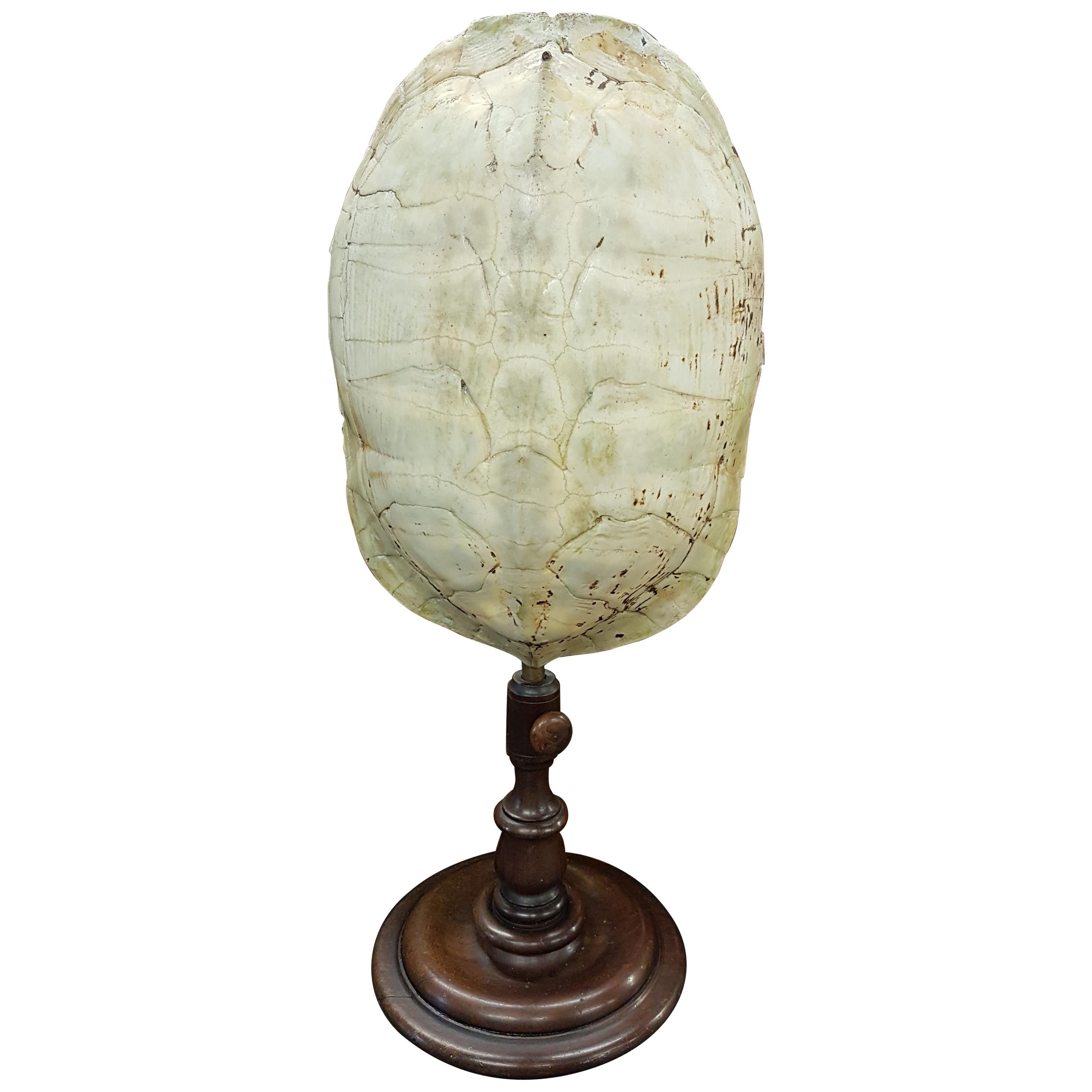 19th Century Tortoise Carapace on Adjustable Turned Stand For Sale