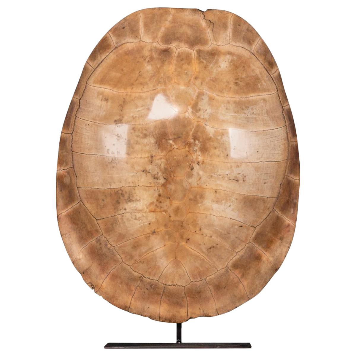 Late 19th Century "Blonde" Turtle Shell, on a Lamp Mounted Stand