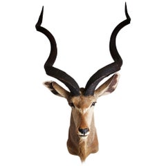 Greater Kudu Head and Shoulders