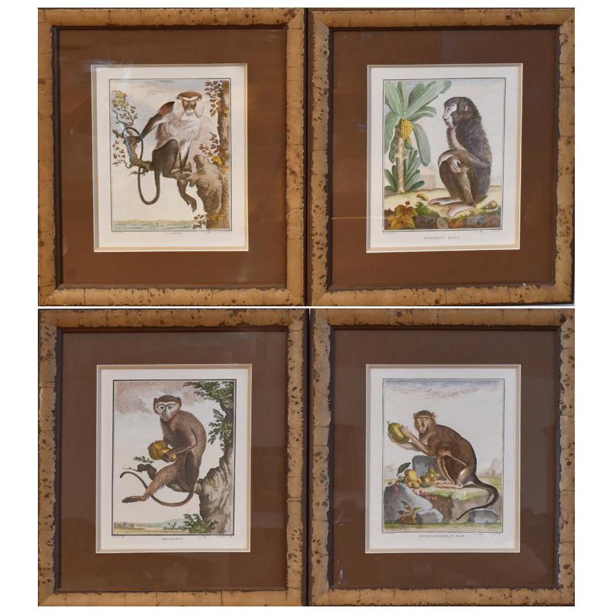 Louis XV Ensemble de 4 gravures de singes du 18e siècle colorées à la main encadrées par G. Buffon en vente