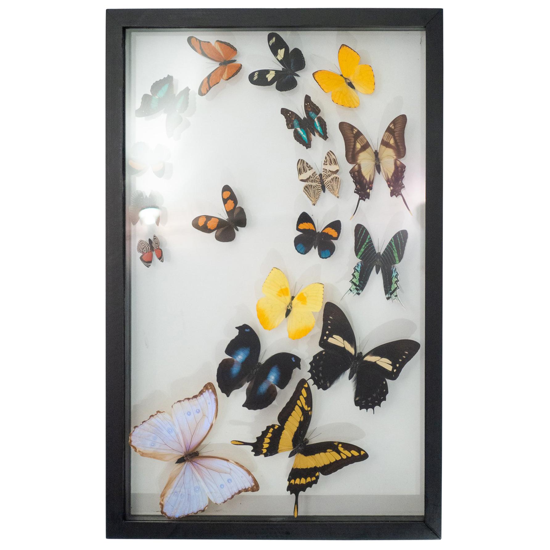 Double Glass Mounted Butterflies in Flight