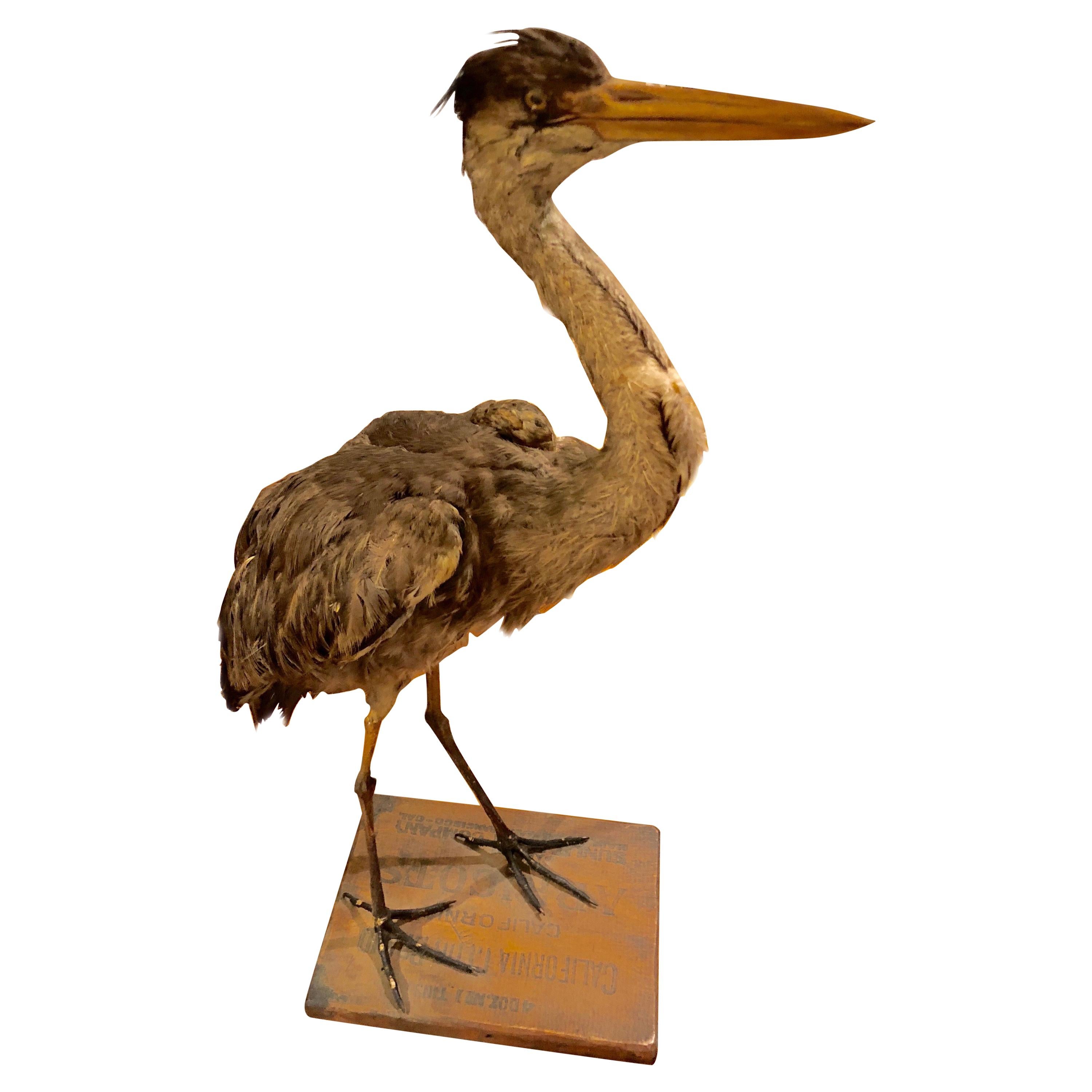 Extremely Life like Taxidermy Heron Bird