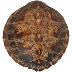 Antique Large Tortoise Shell