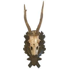 Black Forest Antlers Trophy with Leaf and Branch Decoration on the Mount