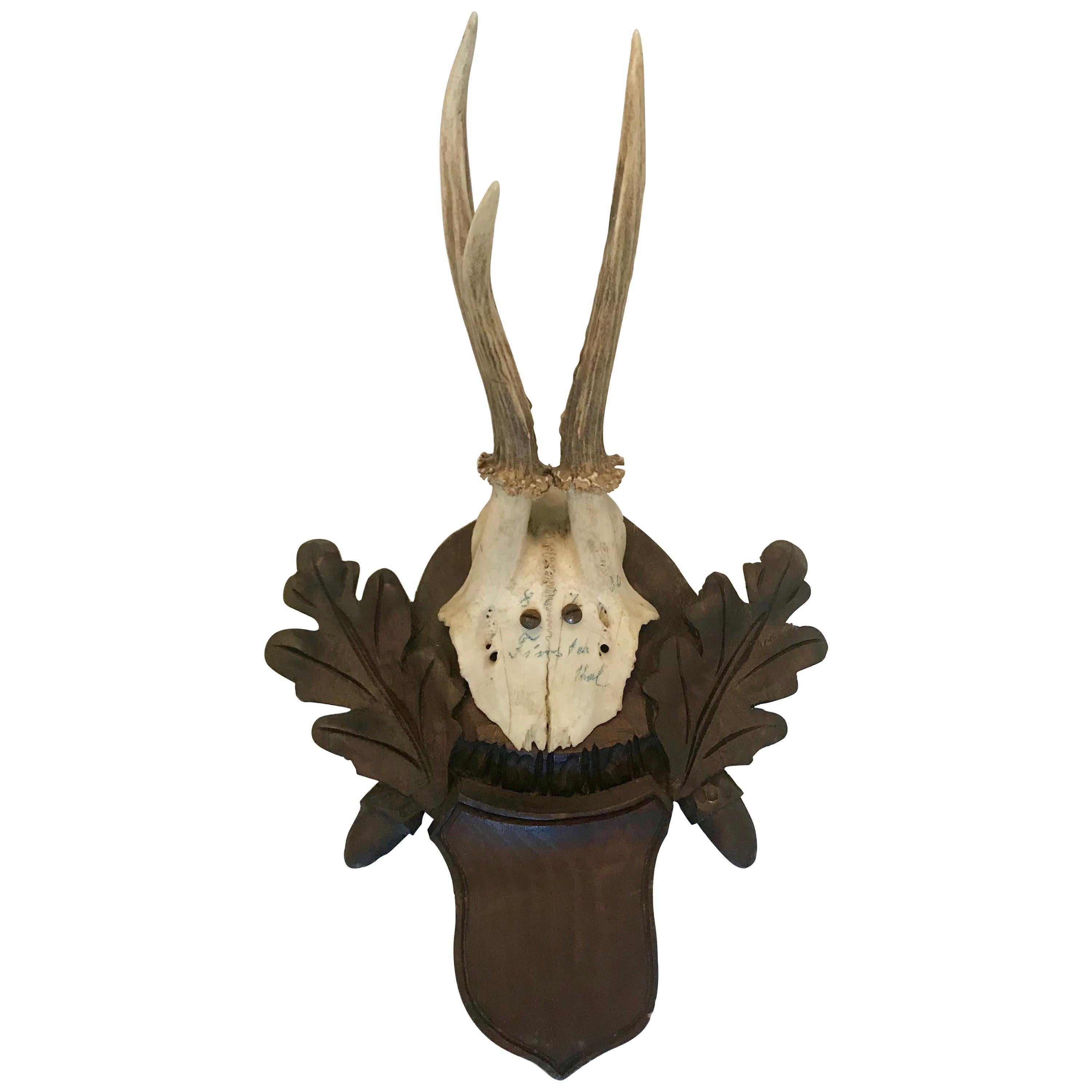 Black Forest Antler Trophies Mounted on a Shield Back with Leaf Decoration For Sale